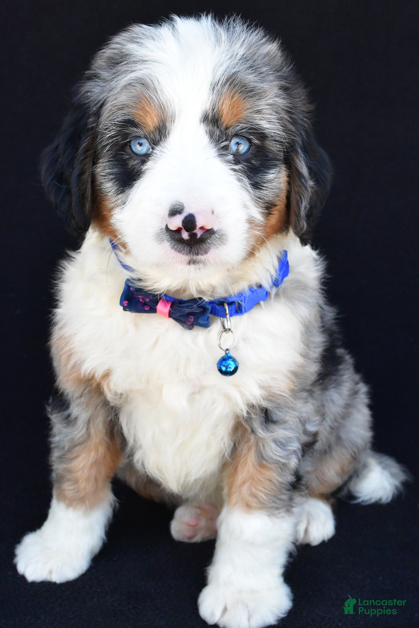 Mini Bernedoodle dogs Lamar - Ad 1