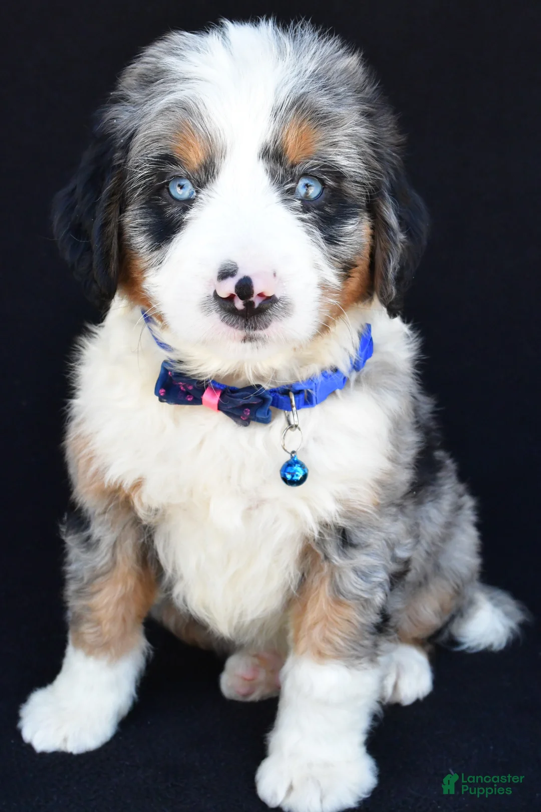 Mini Bernedoodle dogs for sale: Lamar - Ad 1