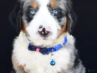 Mini Bernedoodle dogs for sale: Lamar - Ad 2