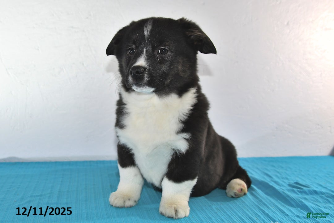 Mixed Breed dogs for sale: Thomas - Ad 5