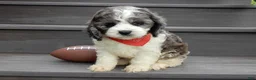Cockapoo dogs for sale: Spot - Ad 5