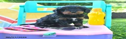 Cavapoo dogs for sale: Candy - Ad 1