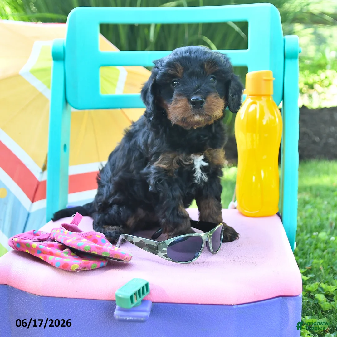 Cavapoo dogs for sale: Candy - Ad 1