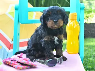 Cavapoo dogs for sale: Candy - Ad 4