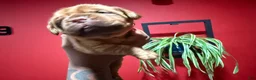 Dogue De Bordeaux dogs for sale: Dogue De Bordeaux Puppy 10 - Ad 3