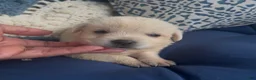 Labrador Retriever dogs for sale: Labrador Retriever 1 - Ad 3