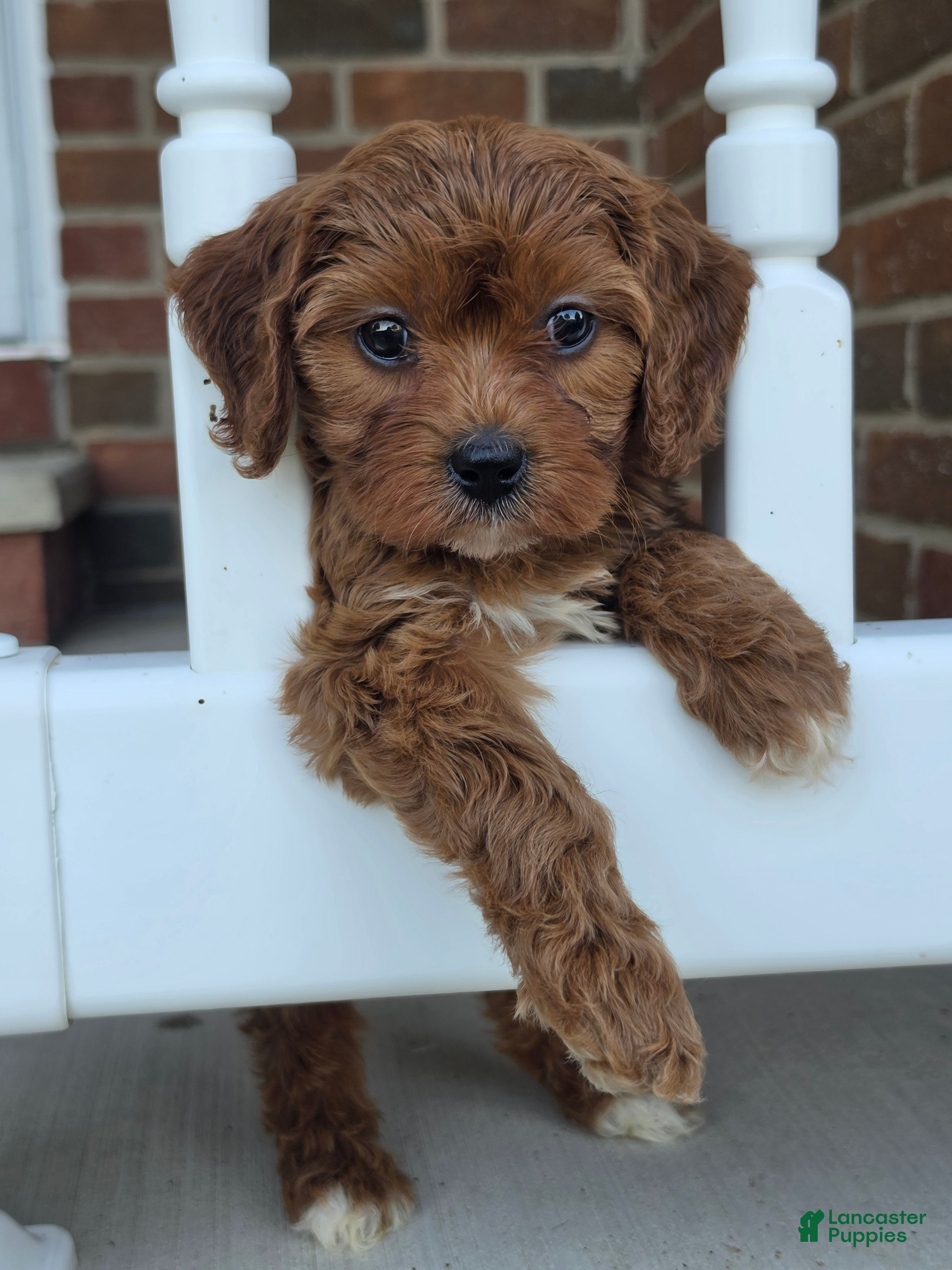Cavapoo dogs for sale: Ruby - Ad 4