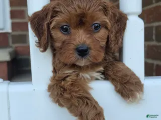 Cavapoo dogs Ruby - Ad 3
