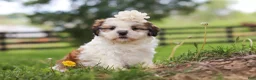 Shih Tzu dogs for sale: Clover - Ad 6