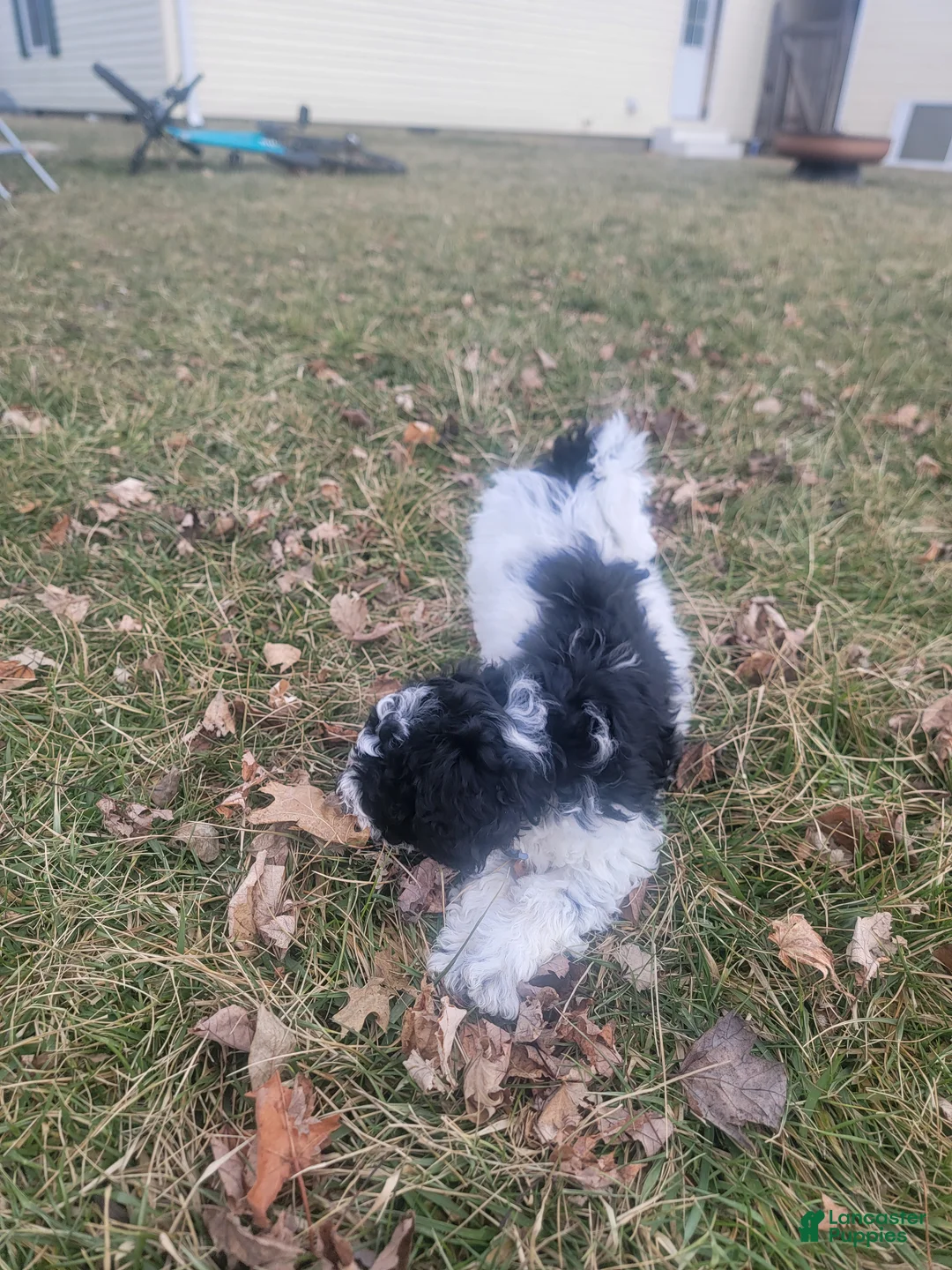 Mixed Breed dogs for sale: Chopper - Ad 10