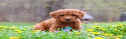 Standard Poodle dogs for sale: Max - Ad 4