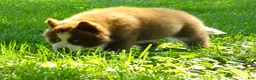 Siberian Husky dogs for sale:  S2 - Ad 4