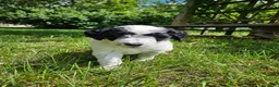 Bordoodle dogs for sale: Iris - Ad 9
