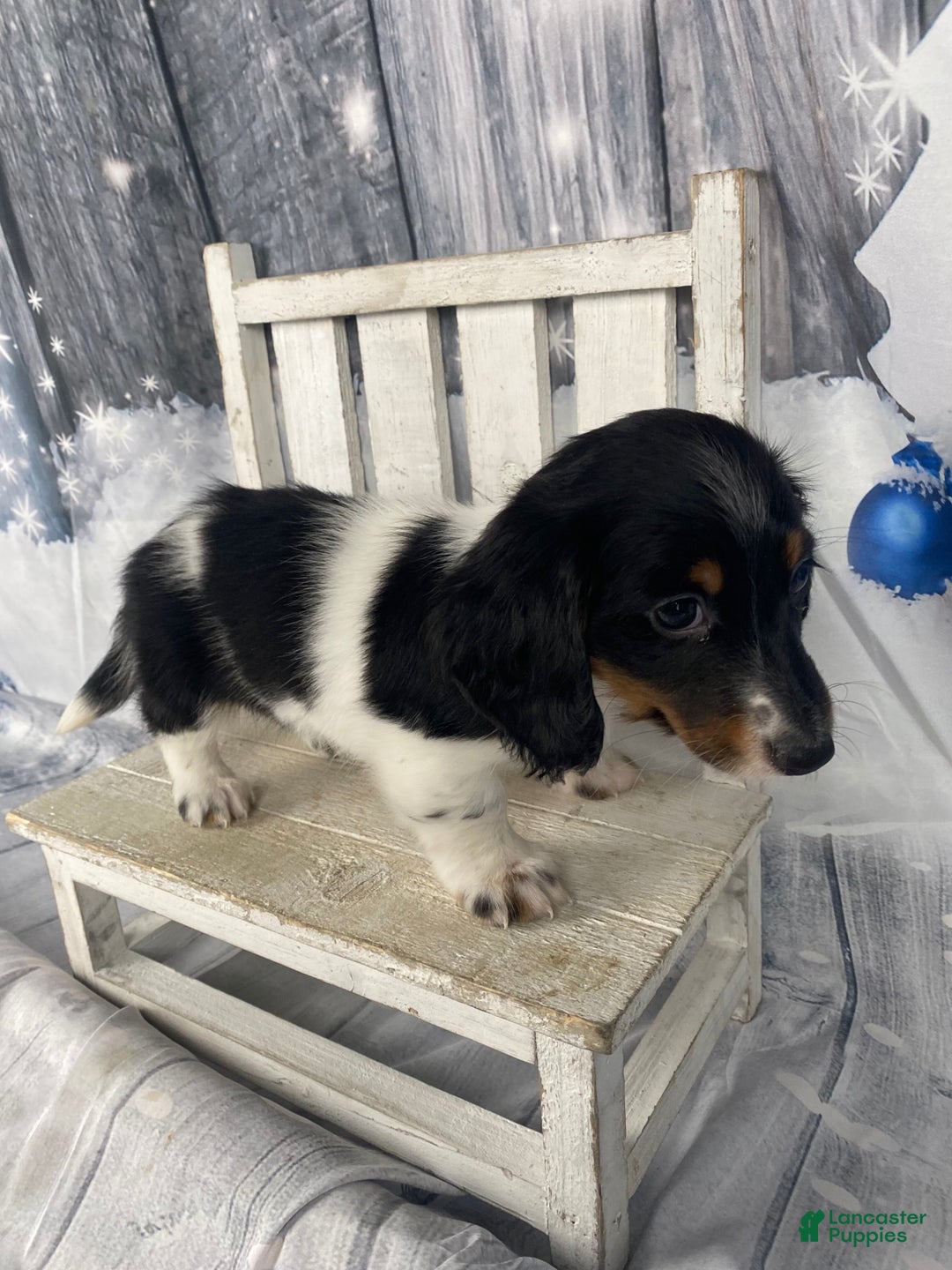Miniature Dachshund dogs for sale: Benny - Ad 12