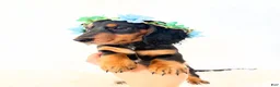 Miniature Dachshund dogs for sale: AKC Badger - Ad 6