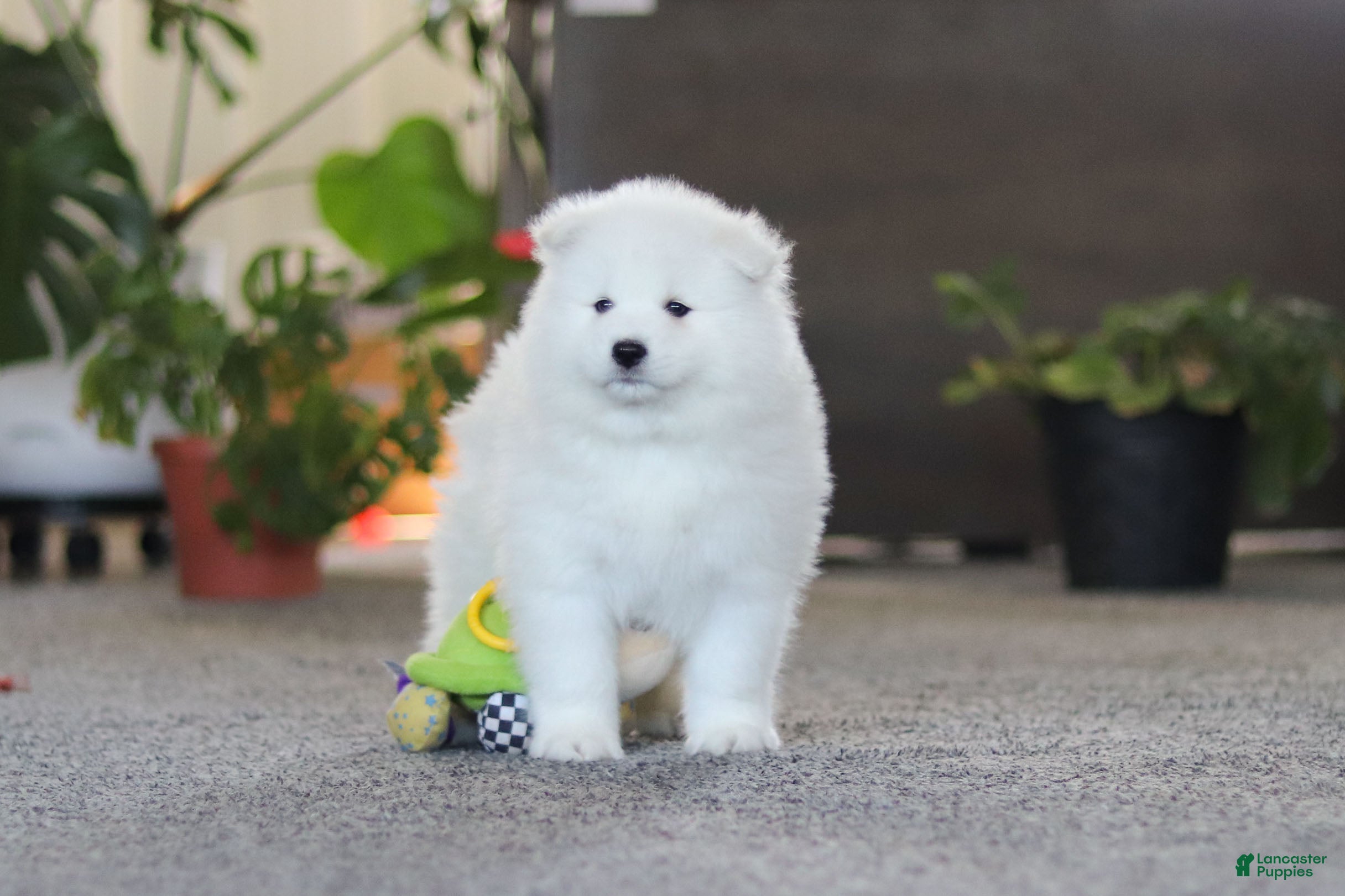 Samoyed dogs Joey - Ad 2