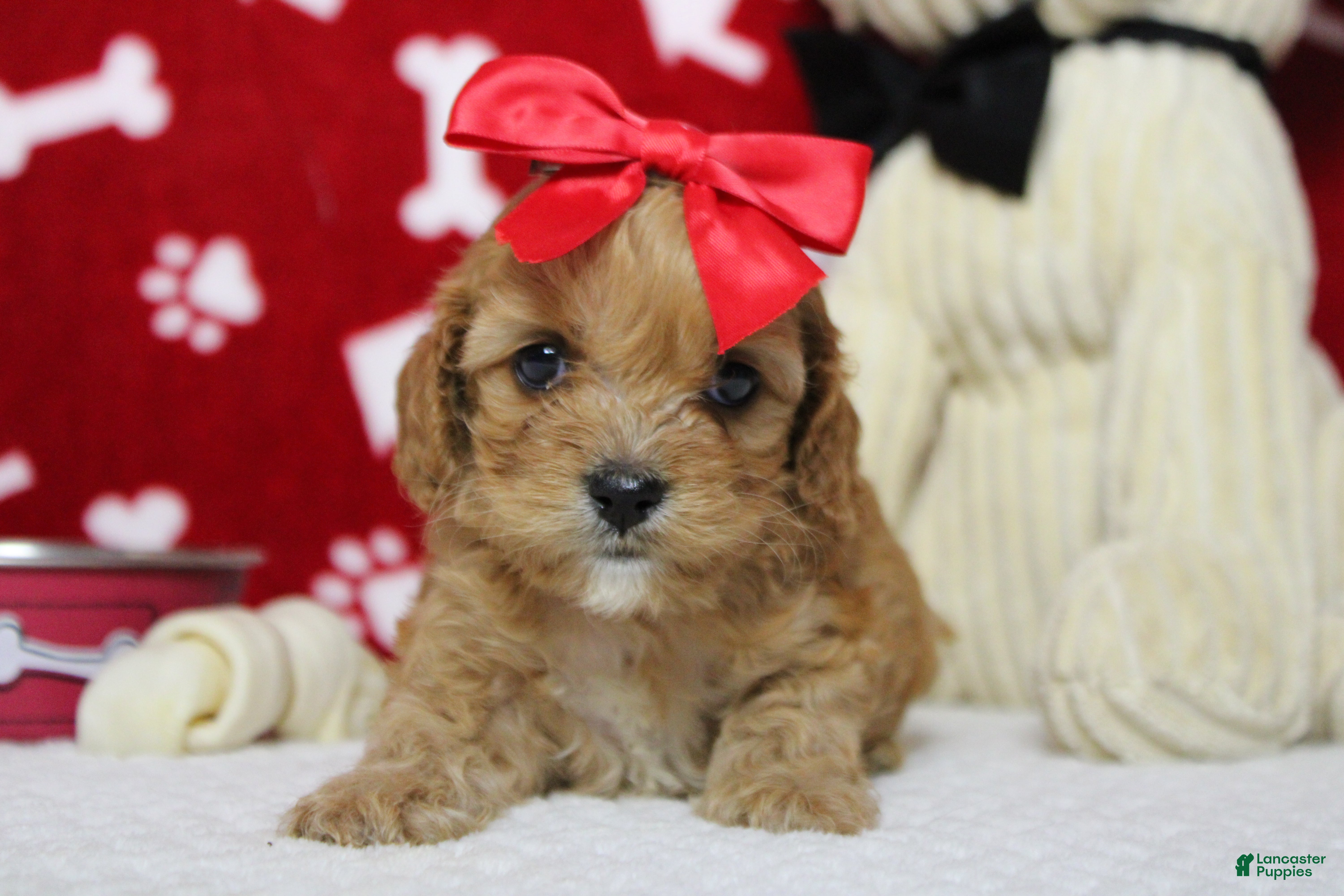 Cockapoo dogs Maddie - Ad 9