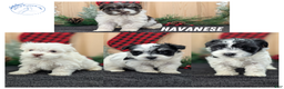 Havanese dogs for sale: Zya - Ad 10