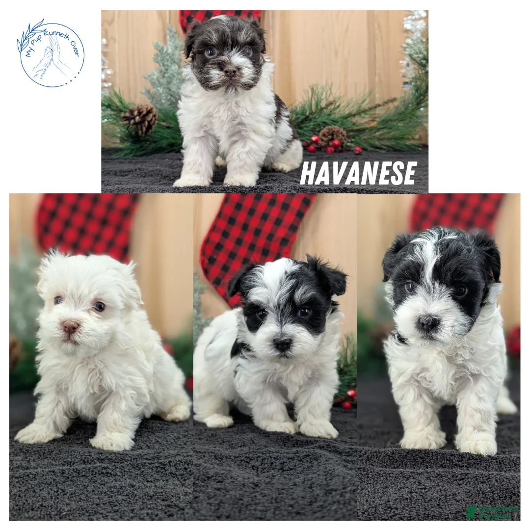 Havanese dogs for sale: Zeus - Ad 9