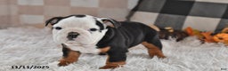 Olde English Bulldogge dogs for sale: Lena - Ad 9