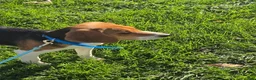 Beagle dogs for sale: Hunter  - Ad 5