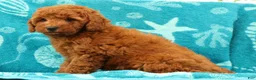 Mini Goldendoodle dogs for sale: Amber - Ad 7