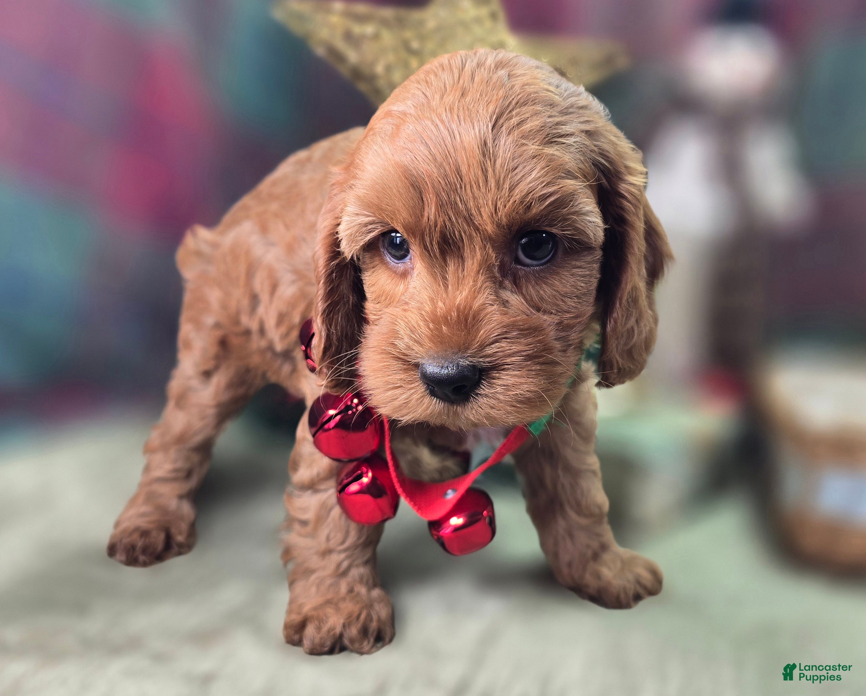 Cockapoo dogs Captain Dan - Ad 36