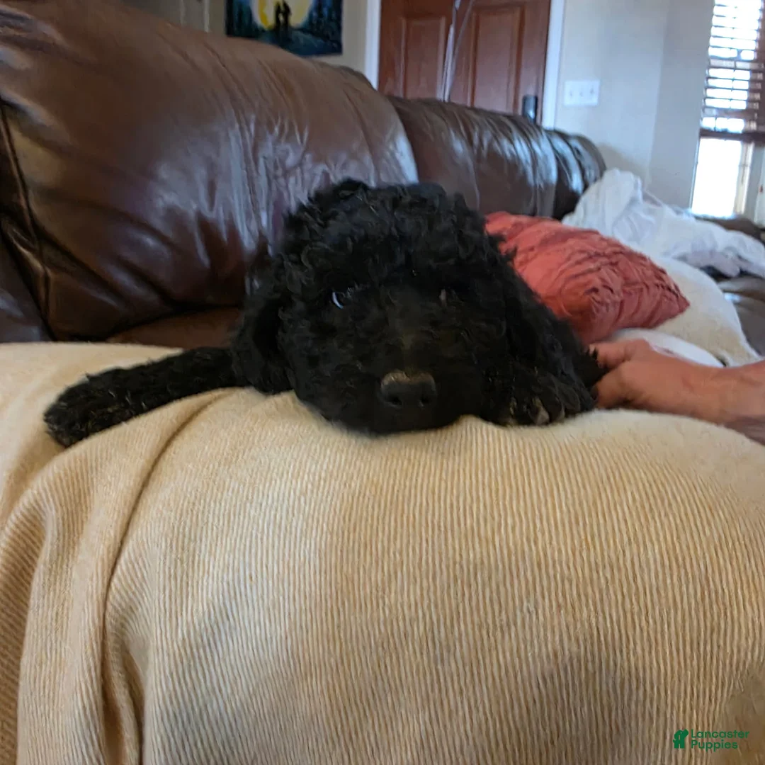 Mini Goldendoodle dogs for sale: Pink - Ad 2