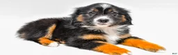 Miniature Australian Shepherd dogs for sale: Eileen - Ad 6