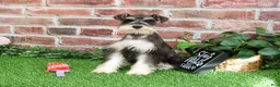 Miniature Schnauzer dogs for sale: Maureen  - Ad 7