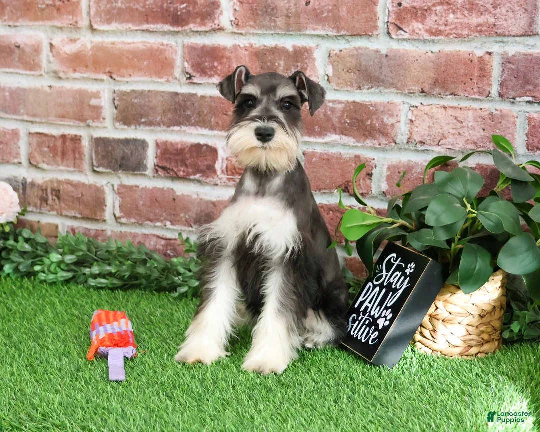 Miniature Schnauzer dogs for sale: Maureen  - Ad 7