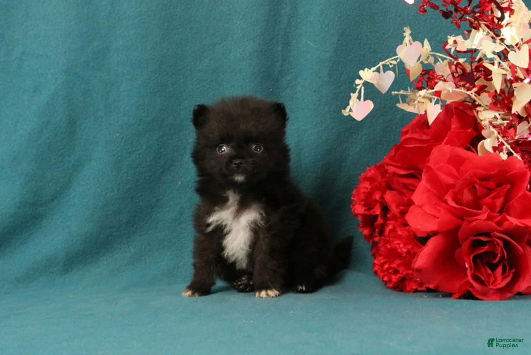 Pomeranian dogs for sale: Trinity - Ad 1