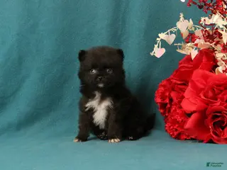 Pomeranian dogs Trinity - Ad 29