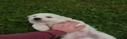 Great Pyrenees dogs for sale: Willow - Ad 3
