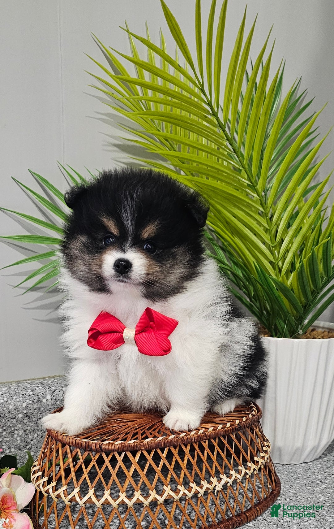 Pomeranian dogs for sale: Riggs - Ad 5
