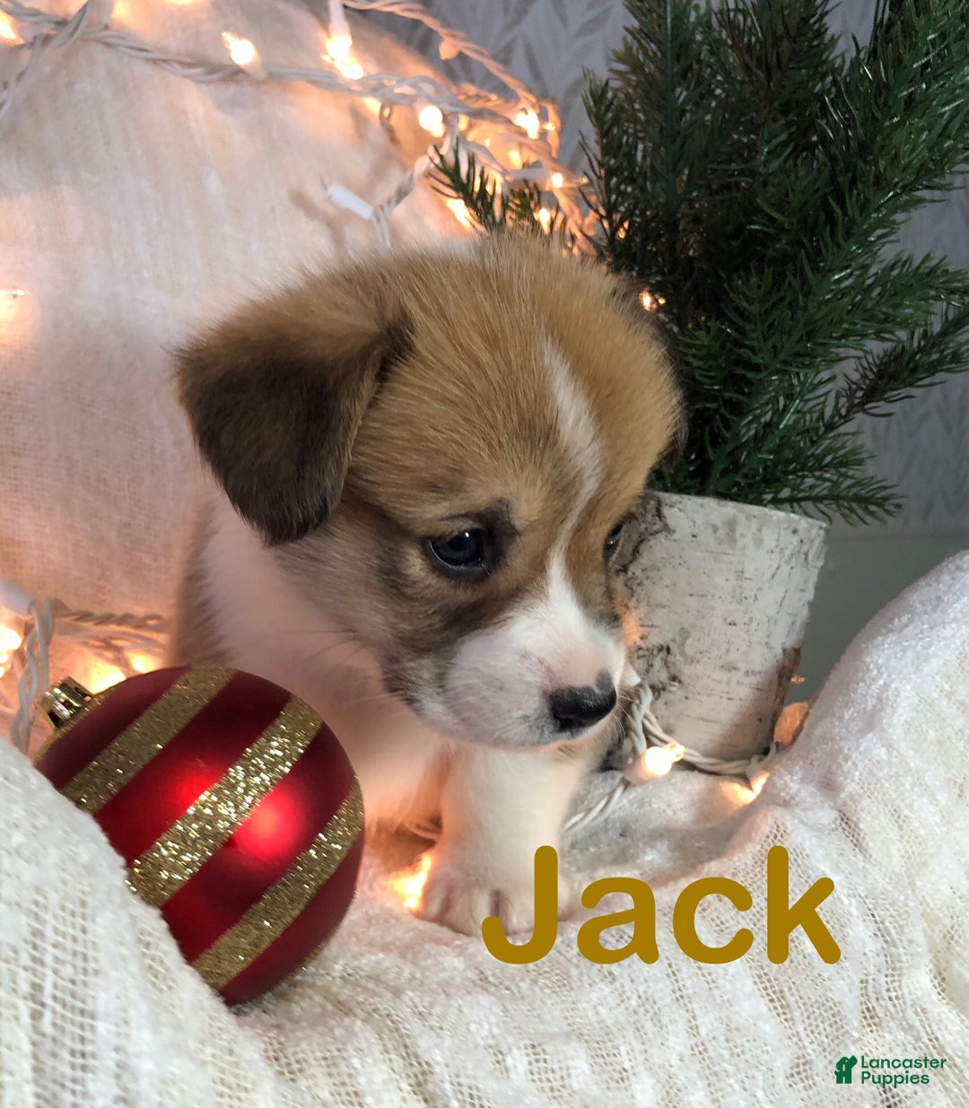 Welsh Corgi Pembroke dogs for sale: Jack - Ad 3