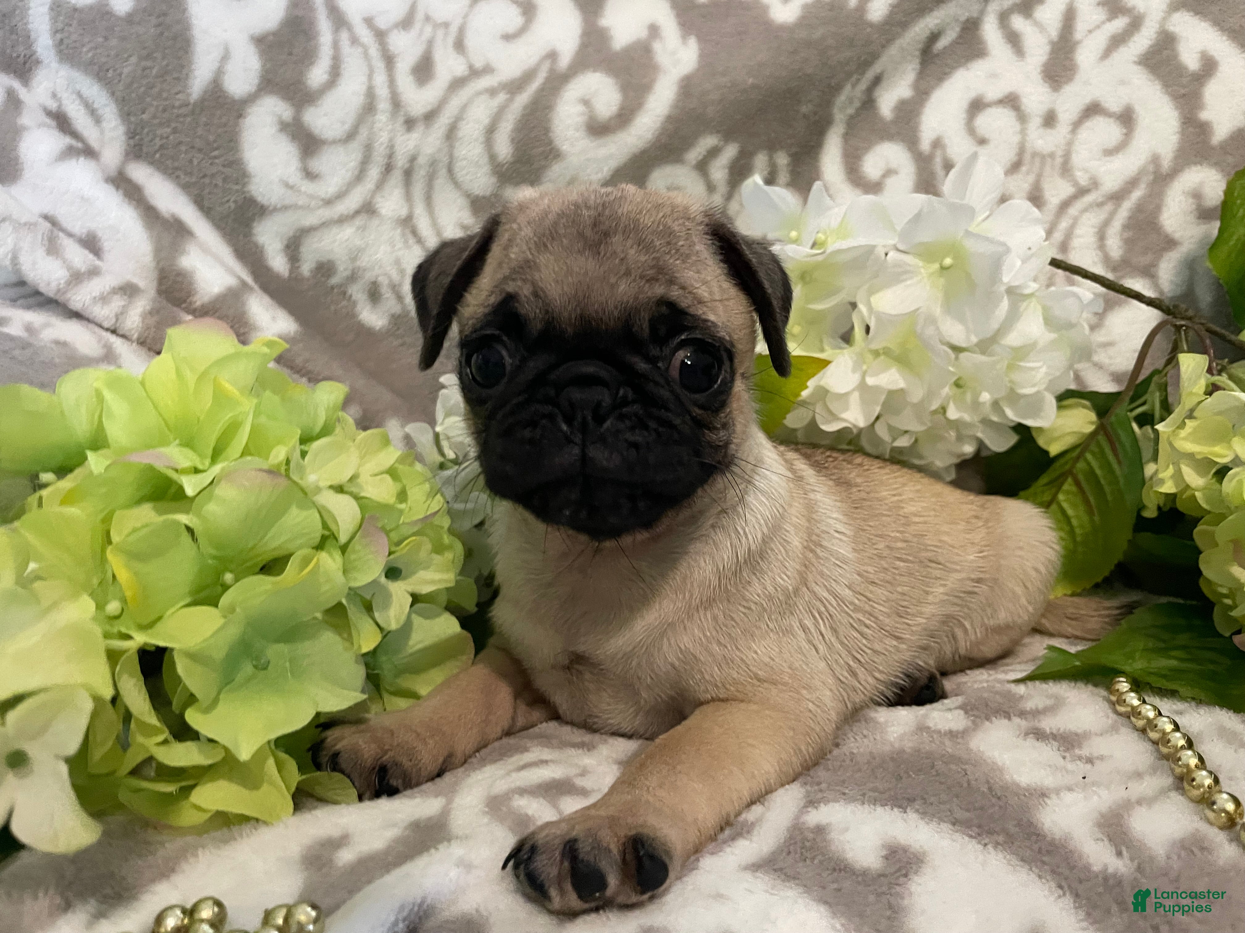 Pug dogs Rose - Ad 1