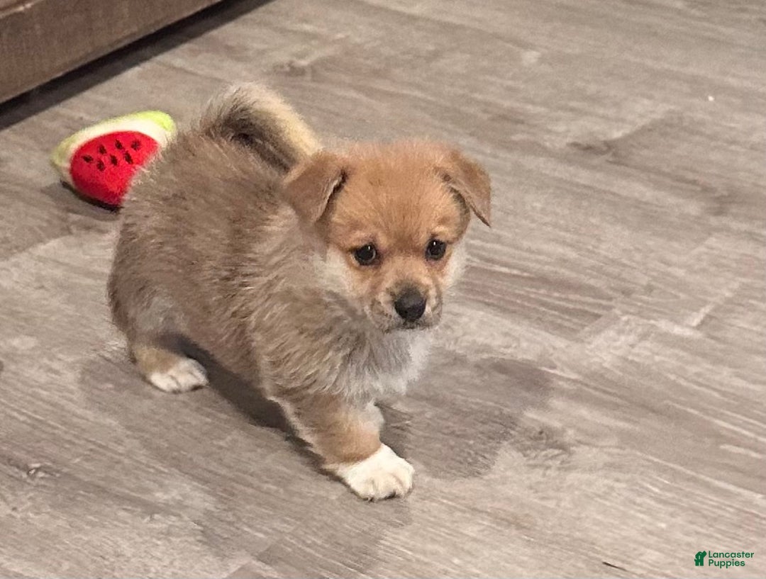 Welsh Corgi Pembroke dogs for sale: Welsh Corgi Pembroke Puppy 1 - Ad 1