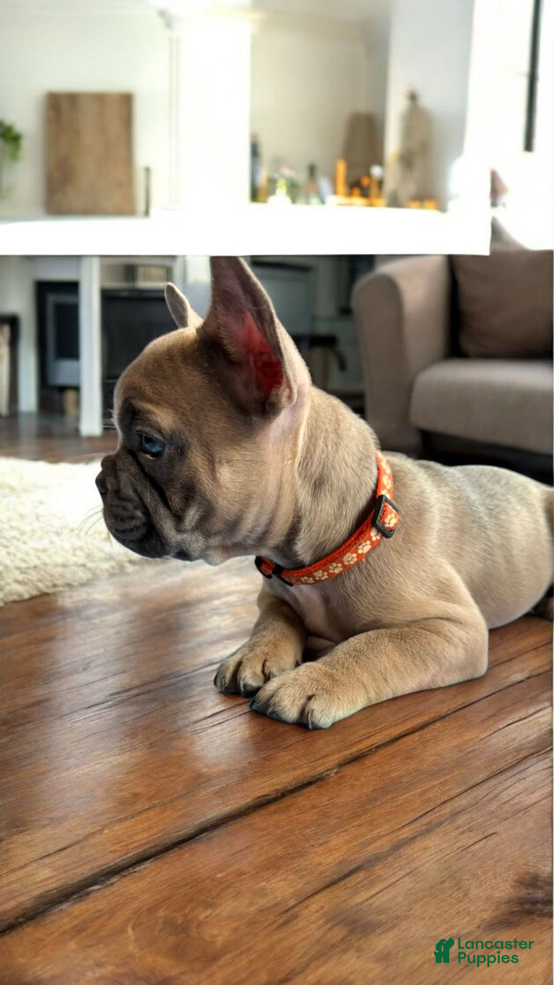French Bulldog dogs for sale: Rocky French Bulldog  - Ad 5