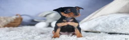 Miniature Pinscher dogs for sale: ANGEL - Ad 9