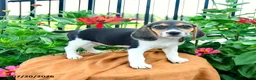 Beagle dogs for sale: Hazel - Ad 1