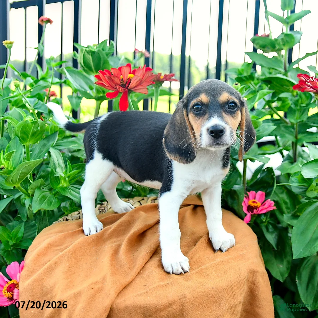 Beagle dogs for sale: Hazel - Ad 1