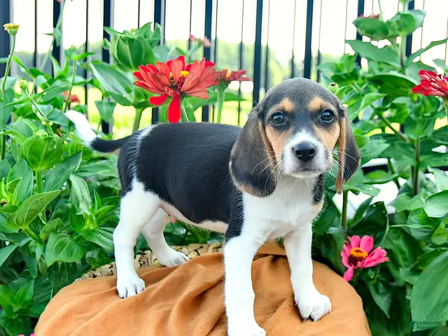Beagle dogs Hazel - Ad 1