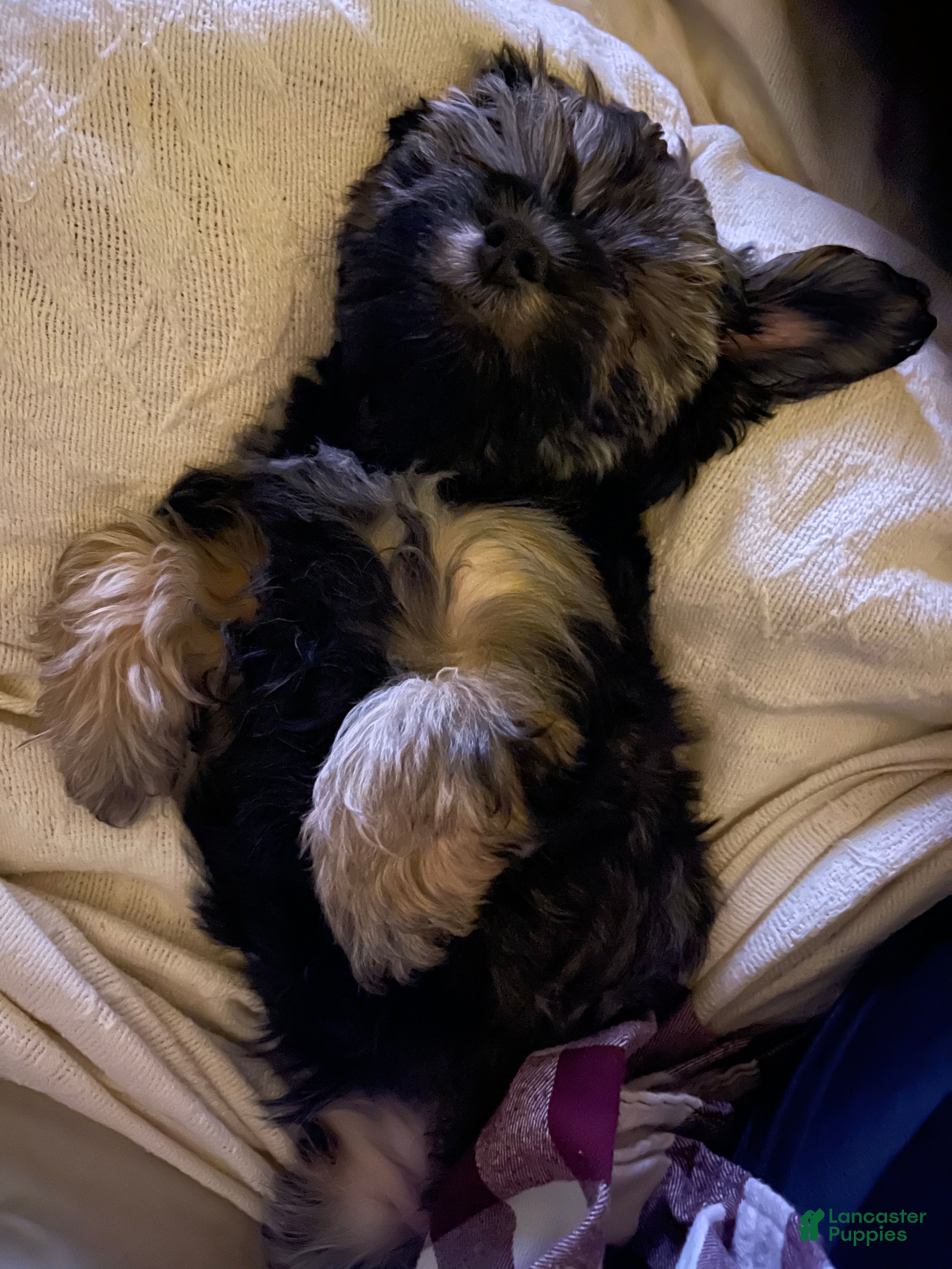 Mixed Breed dogs Dixie  - Ad 1
