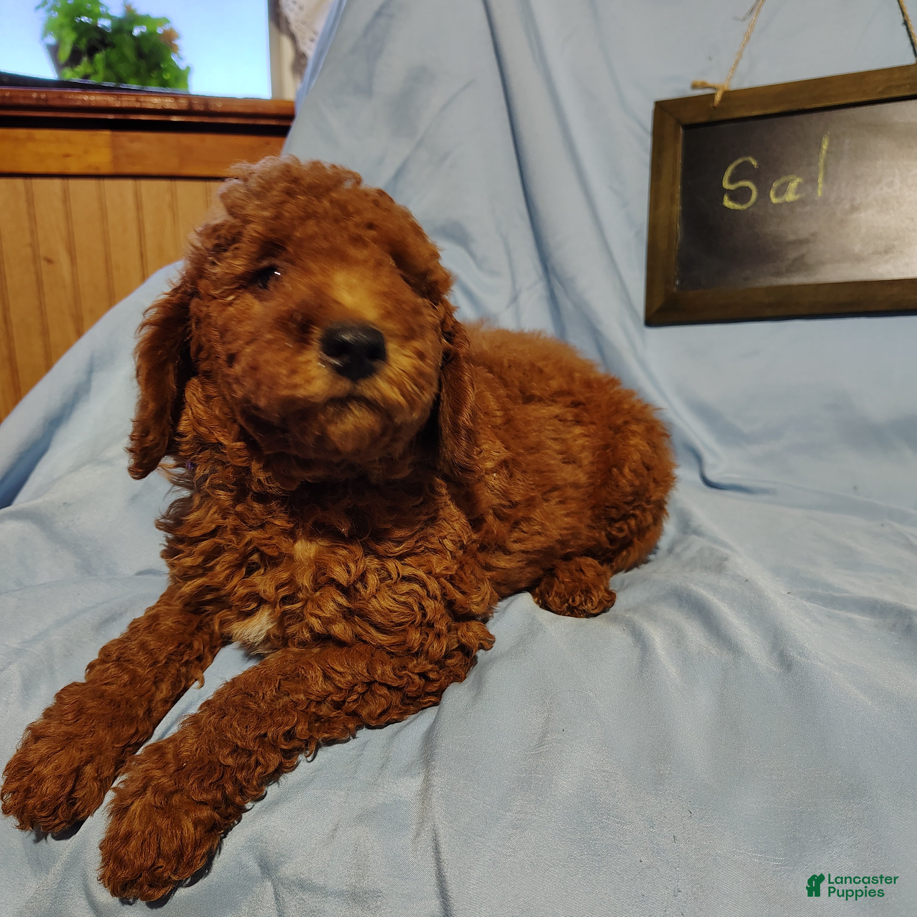 Mini Goldendoodle dogs Sully - Ad 2