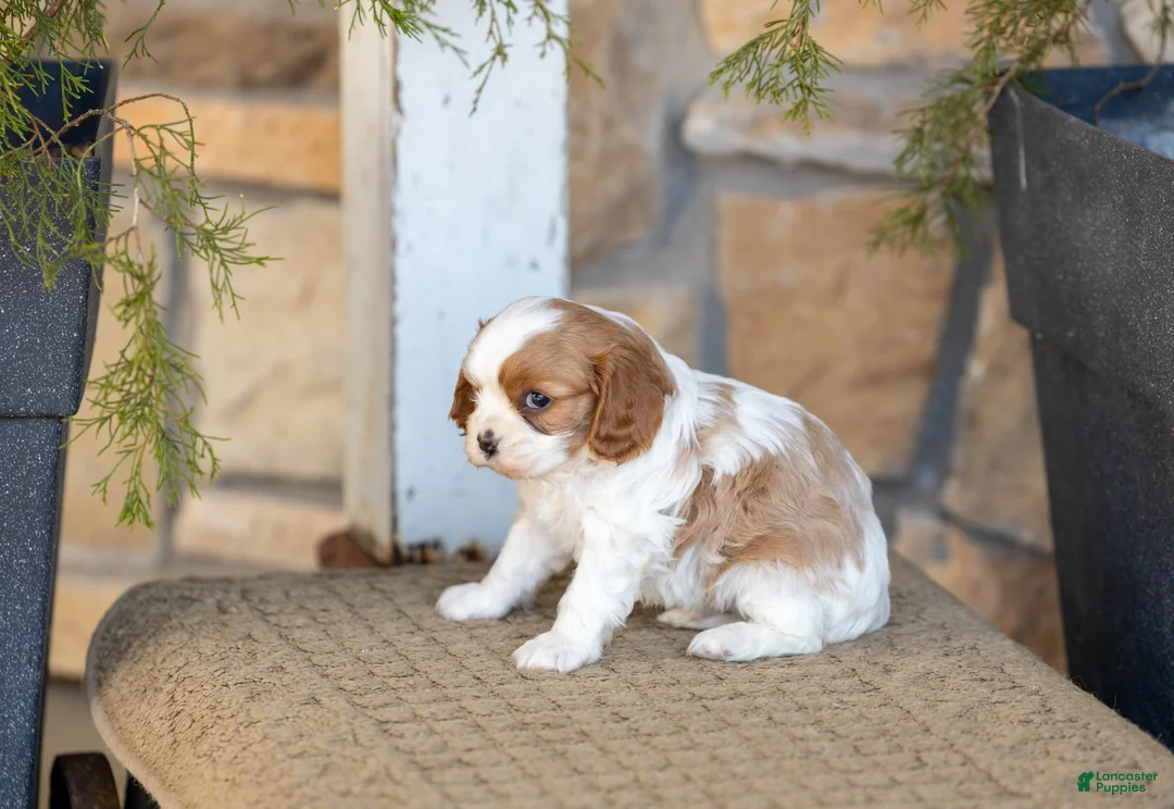 Cavalier King Charles Spaniel dogs for sale: AKC Wyatt - Ad 3