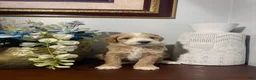Maltipoo dogs for sale: Barkley  - Ad 3