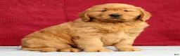 Golden Retriever dogs for sale: Clifford - Ad 3