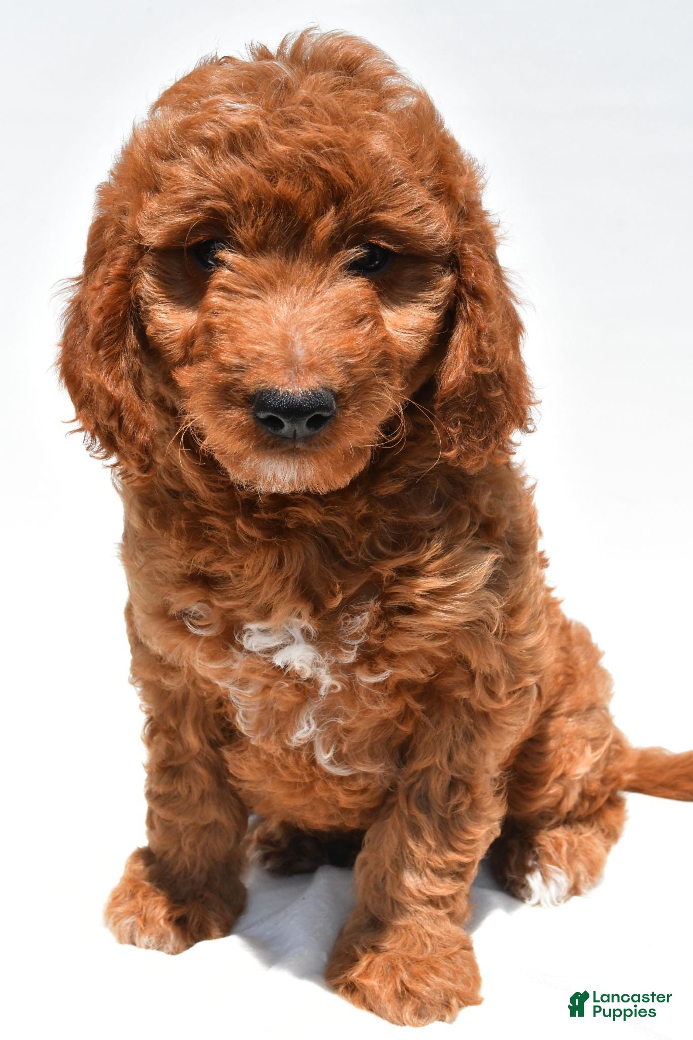Mini Goldendoodle dogs for sale: Max - Ad 4