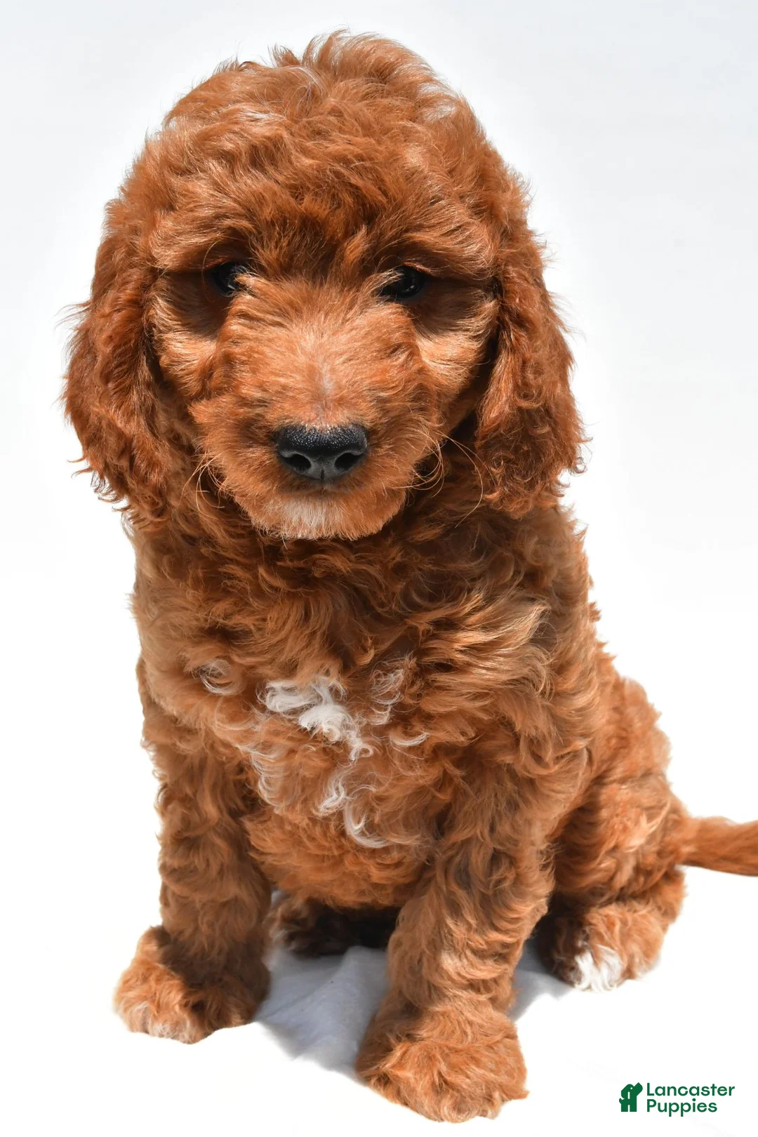 Mini Goldendoodle dogs for sale: Max - Ad 1